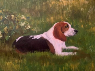 Pet Portfolio Bailey